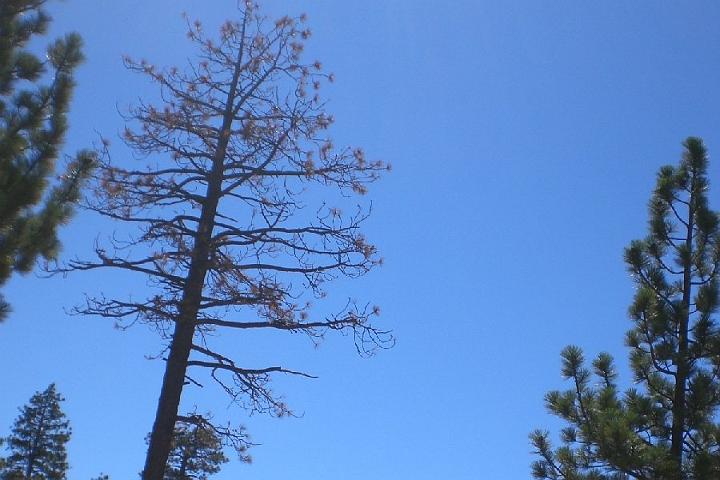 Big Bear 8-21-10 246