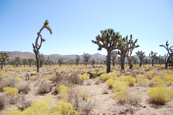 DSC 0662