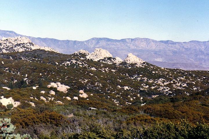 LosCoyotes005