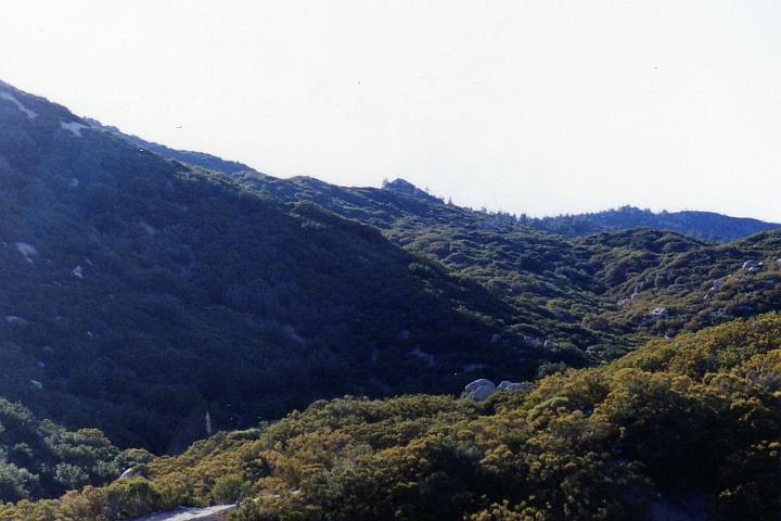 LosCoyotes006